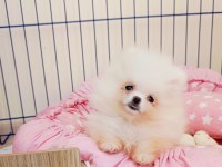 POMERANİAN BOO TEACUP SÜT BEYAZ KIZIMIZ