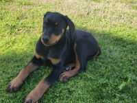 Sağlık ve ırk garantili doberman