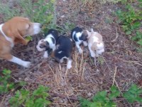 Sevimli safkan beagle yavrular