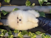 Süper Pomeranian Boo