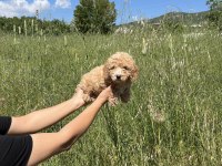 Toy Poodle Aşılı Erkek Bebek