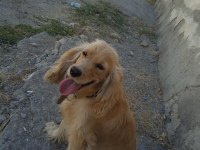 Eğitimli american cocker kızan döneminde