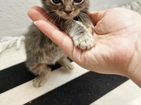 Scottish Fold Erkek British Shorthair Dişi Yavrular