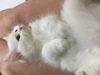 Pamuk şekeri british longhair