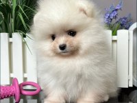 Pomeranian Boo @ppuppypawbodrum