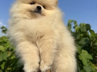 POMERANİAN BOO KÖPEKLER