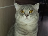 YUVA ARIYOR! 1,5 yaşında British shorthair