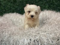 MALTESE BEBEKLER