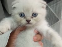 Yavru yeni mama yemeye başladı kedilerim