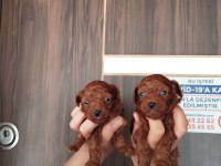 Kore red brown micro poodle bebekler