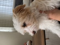 Yavru 3-4 aylık maltipoo