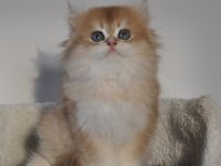 2 AYLIK ŞECERELİ GOLDEN BRİTİSH YAVRULAR