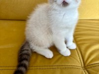Satılık Scottish Fold Yavrusu