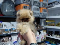 Pomeranian dişi yavrumuz