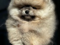 Petmode köpek çiftliğinden tea cup pomeranian boo