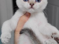 British shorthair kedisi