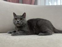 Gri british shorthair dişi kediler