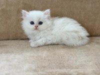 EŞSİZ GÜZELLİKTE CHİNCHİLLA ERKEK YAVRUM
