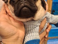 Pug köpeğimiz
