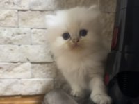 Pofuduk oyıncak tipinde sevimli bebek kediler