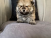 Erkek ayıcık pomeranian