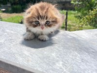 Kedimiz Karamel Yeni Yuvasını Arıyor