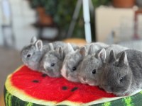 Cüce ve Lop Irkı Tavşan
