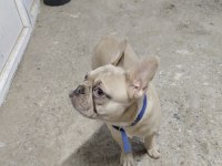 1 yaşında escobar egzotik silver fawn french bulldog