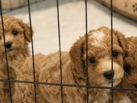 ÜST DÜZEY MİNİ BOY MALTİPOO YAVRUMUZ