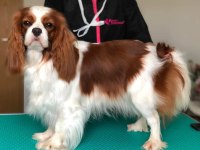 A kalite cavalier king charles yavrular