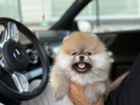 Teddy pomeranian prenses