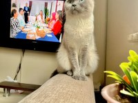 6 Aylık Muhteşem Güzellikte Blue Point Kedimiz