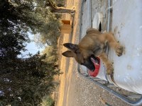 Belçika malinois