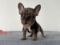 A KALİTE ERKEK BLACK MERLE FRENCH BULLDOG