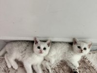 2 Aylık British Shorthair Yavrular