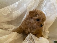 Orjinal Kore maltipoo