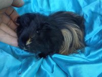 Harika Sheltie Erkek Yavru Ginepig