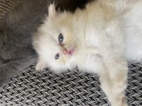 British longhair ve shorthair