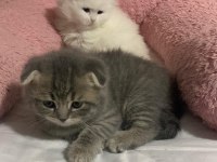 1.5 aylık scottish fold bebekler yuva arıyor