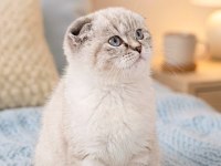 Mavi gözlü yavru scottish fold
