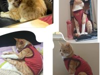 DEPREM BÖLGESİNDEN GELEN KEDİMİZE YUVA ARIYORUZ