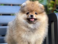 Yurt dışından gelen pomeranian yavrumuz