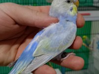 Rainbow muhabbet kuşları