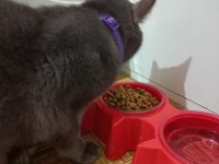 BRİTİSH KEDİMİZE YENİ YUVA ARIYORUZ