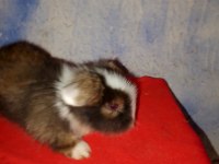 Teddy lop tavşan yavrular mavi göz