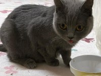 Acil sahiplendirilecek british shorthair