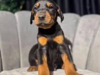 Erkek Doberman King Yavrularımız Mağazamızdan Sizlerle