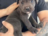 MİNİK CANE CORSO DEVLER YENİ AİLELERİNİ BEKLİYOR