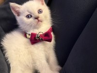 BRİTİSH SHORTHAİR YAVRU KEDİMİZ
