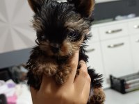 3 aylık teacup yorkshire terrier